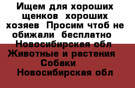 Ищем для хороших щенков, хороших хозяев. Просим чтоб не обижали, бесплатно - Новосибирская обл. Животные и растения » Собаки   . Новосибирская обл.
